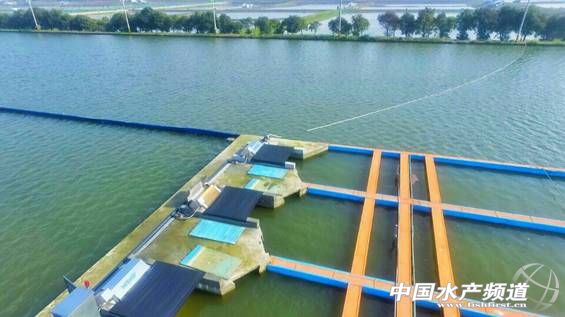 农村鱼塘养鱼新模式,一亩鱼塘规模化养鱼