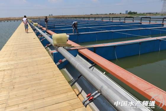 农村鱼塘养鱼新模式,一亩鱼塘规模化养鱼