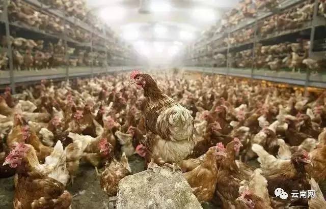 小侃最新视频,小侃