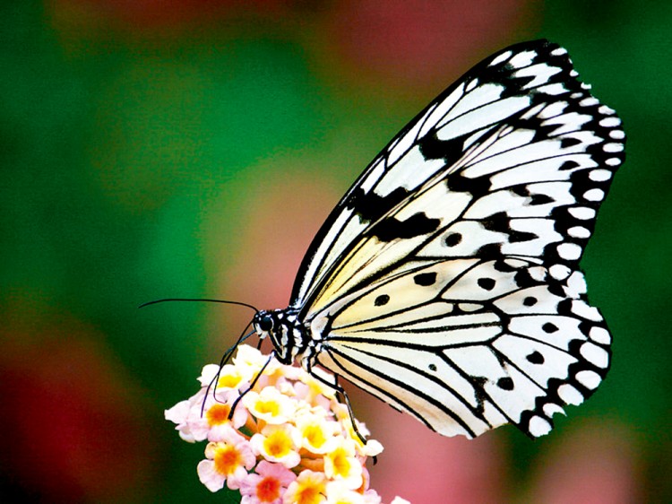 西双版纳3小时可以去哪,西双版纳五小时