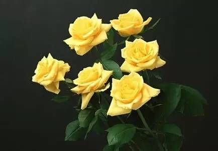 情人节送玫瑰的花语和寓意,粉玫瑰和紫玫瑰的花语