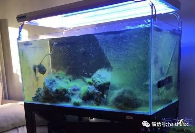 海缸活石爆藻最快要几天,怎么开爆藻灯不会爆藻