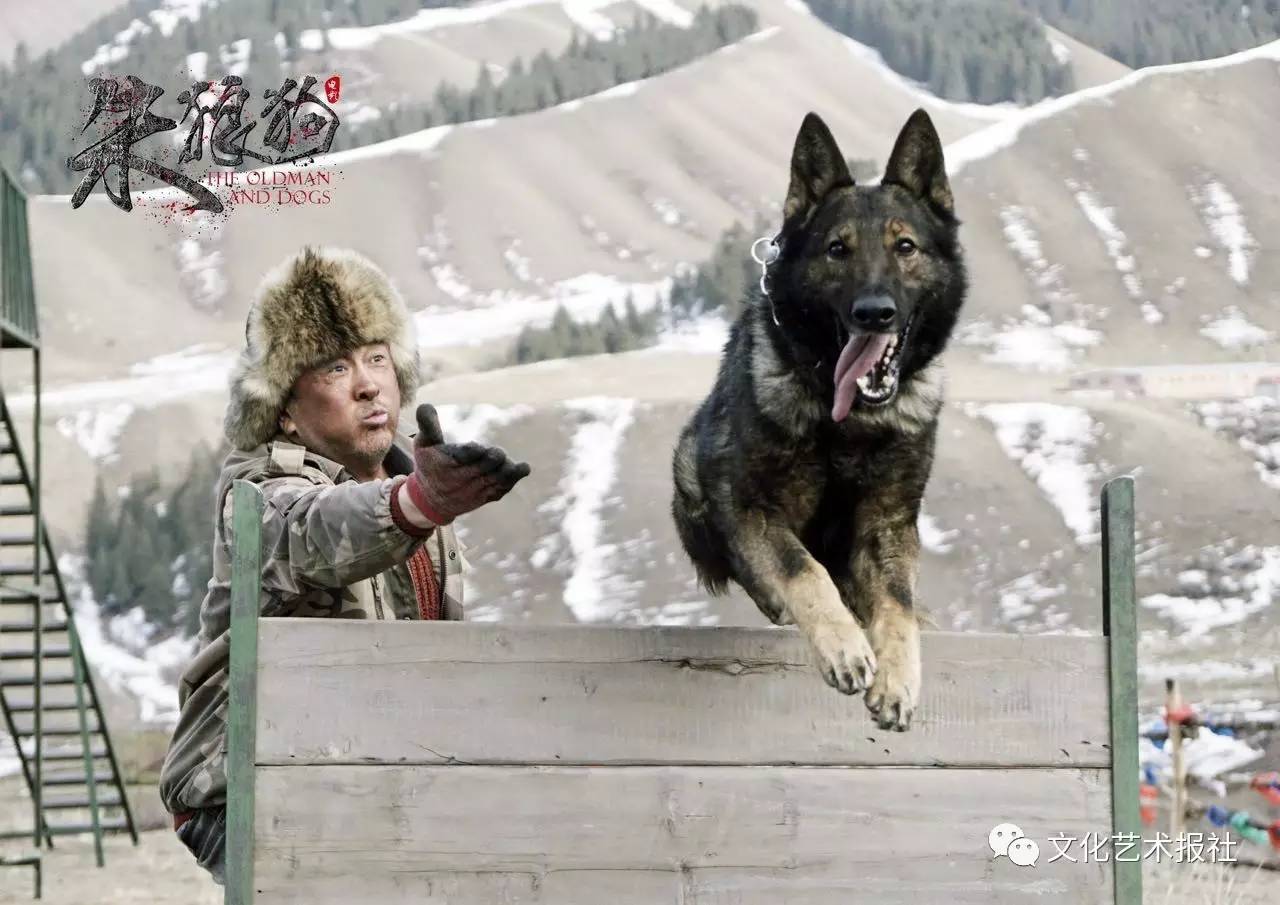 电影血狼犬中的犬,血狼犬护主电影