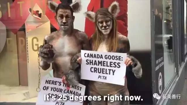 明星加拿大鹅,明星加拿大鹅穿搭