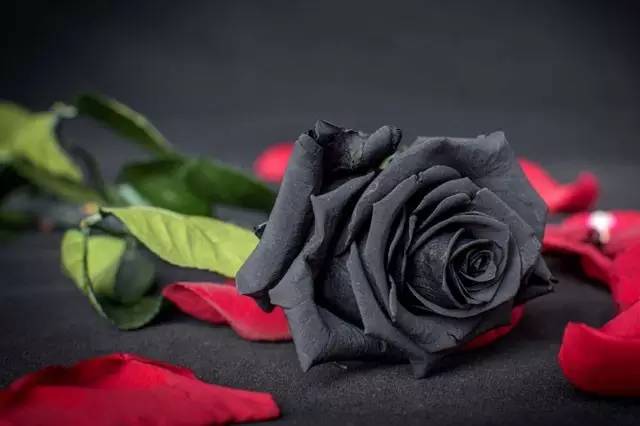 情人节送玫瑰的花语和寓意,粉玫瑰和紫玫瑰的花语