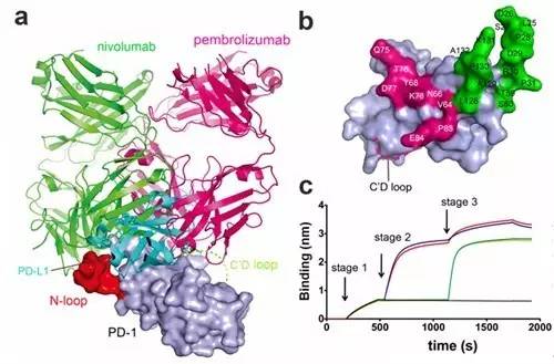 微生物所严景华研究组与高福院士团队合作揭示PD-1靶向性肿瘤治疗抗体药物nivolumab作用机制