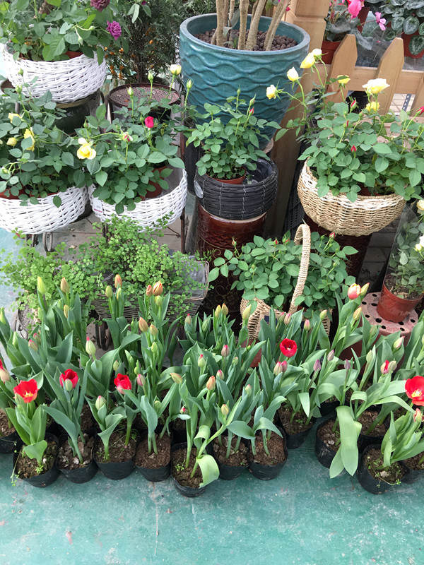 年宵花市探“鲜”记(一)之孤独的花大姐