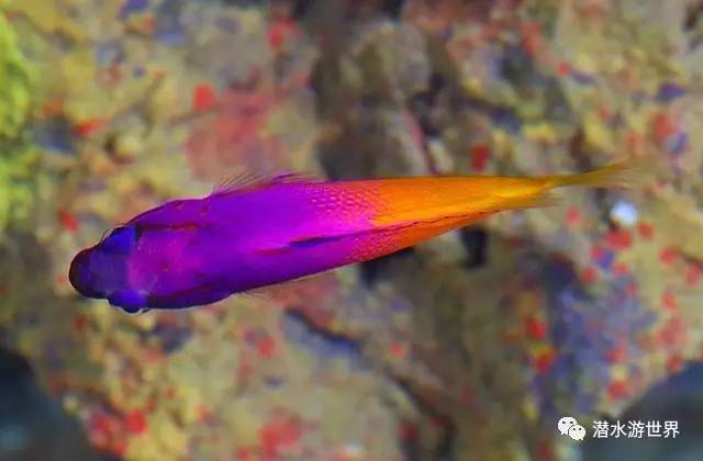 变性、伪装、雌雄同体--谁是微距世界的奇葩?