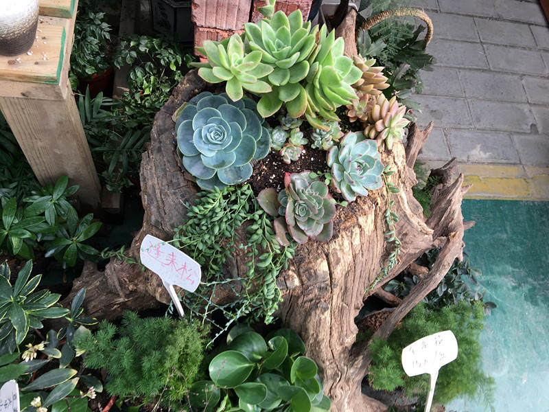 年宵花蝴蝶兰探店,年宵花老桩