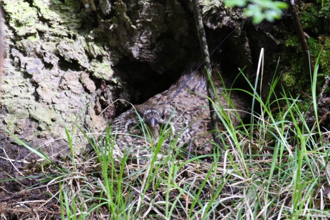 鸡为什么是最富裕的生肖,看似很弱鸡其实很猛的生肖