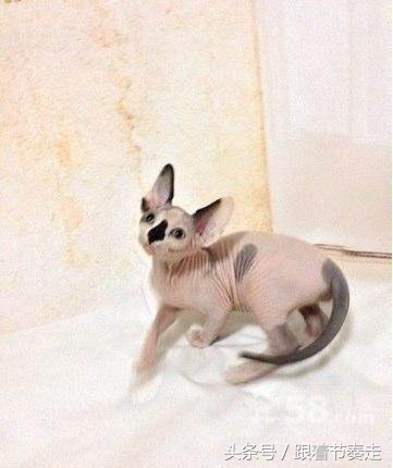 呆萌宠物，猜猜是啥电影中的主人公