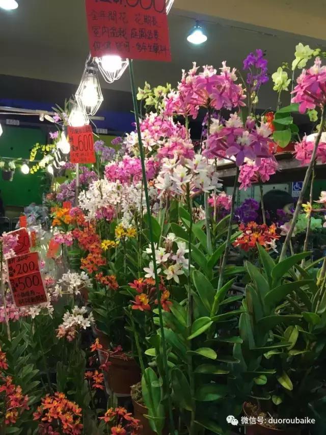 春节花市的鲜花,春节能看花的植物