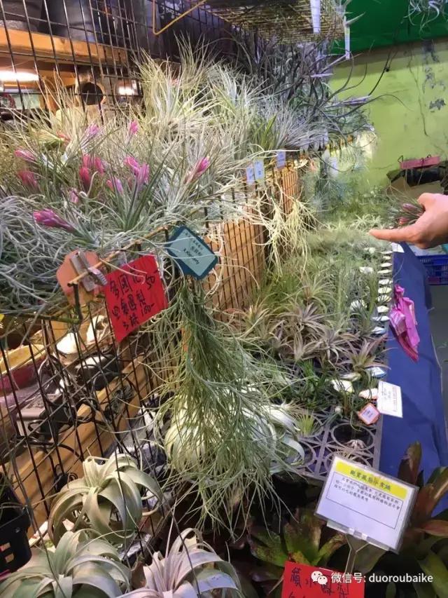 台湾寻肉之旅：小玲带你逛春节的台北花市！