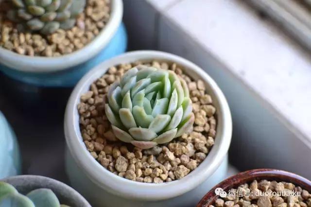 广西南宁适合养的多肉,广西南宁多肉博主