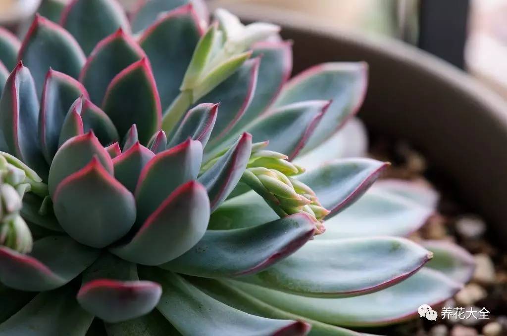 绿萝瀑布吊兰,养花吊兰绿萝