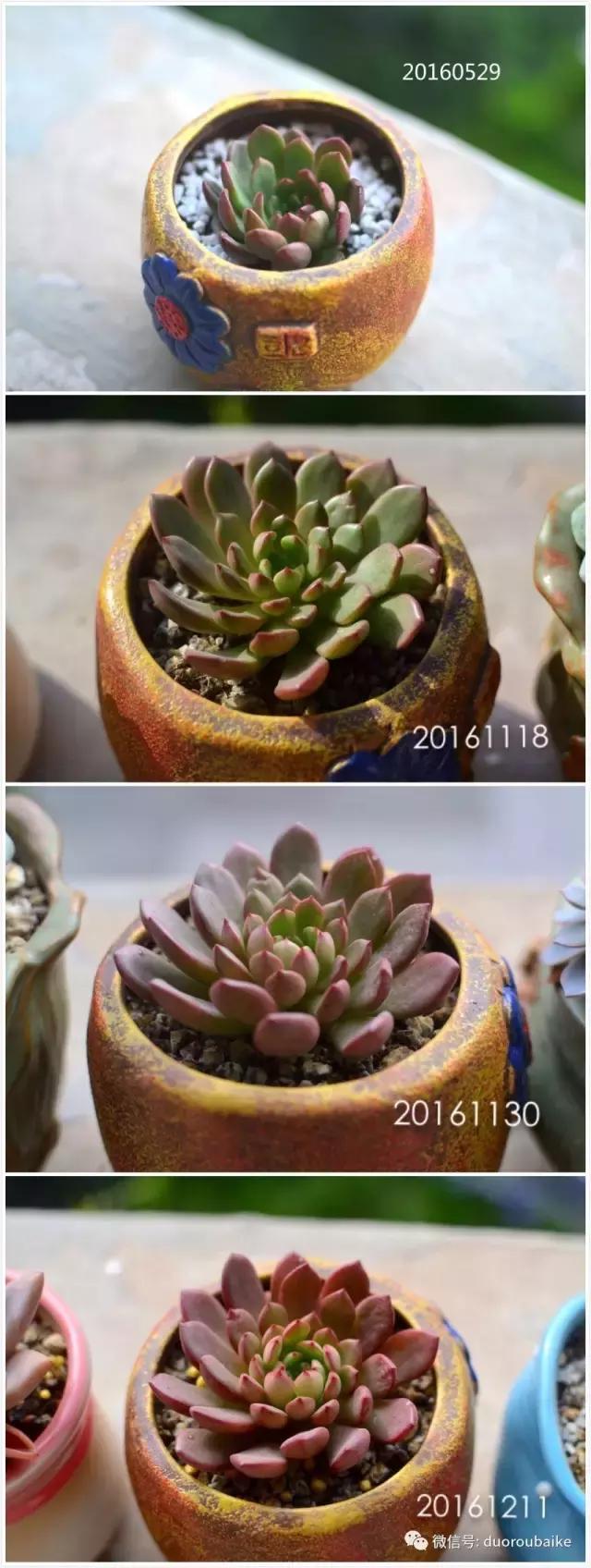 广西南宁适合养的多肉,广西南宁多肉博主