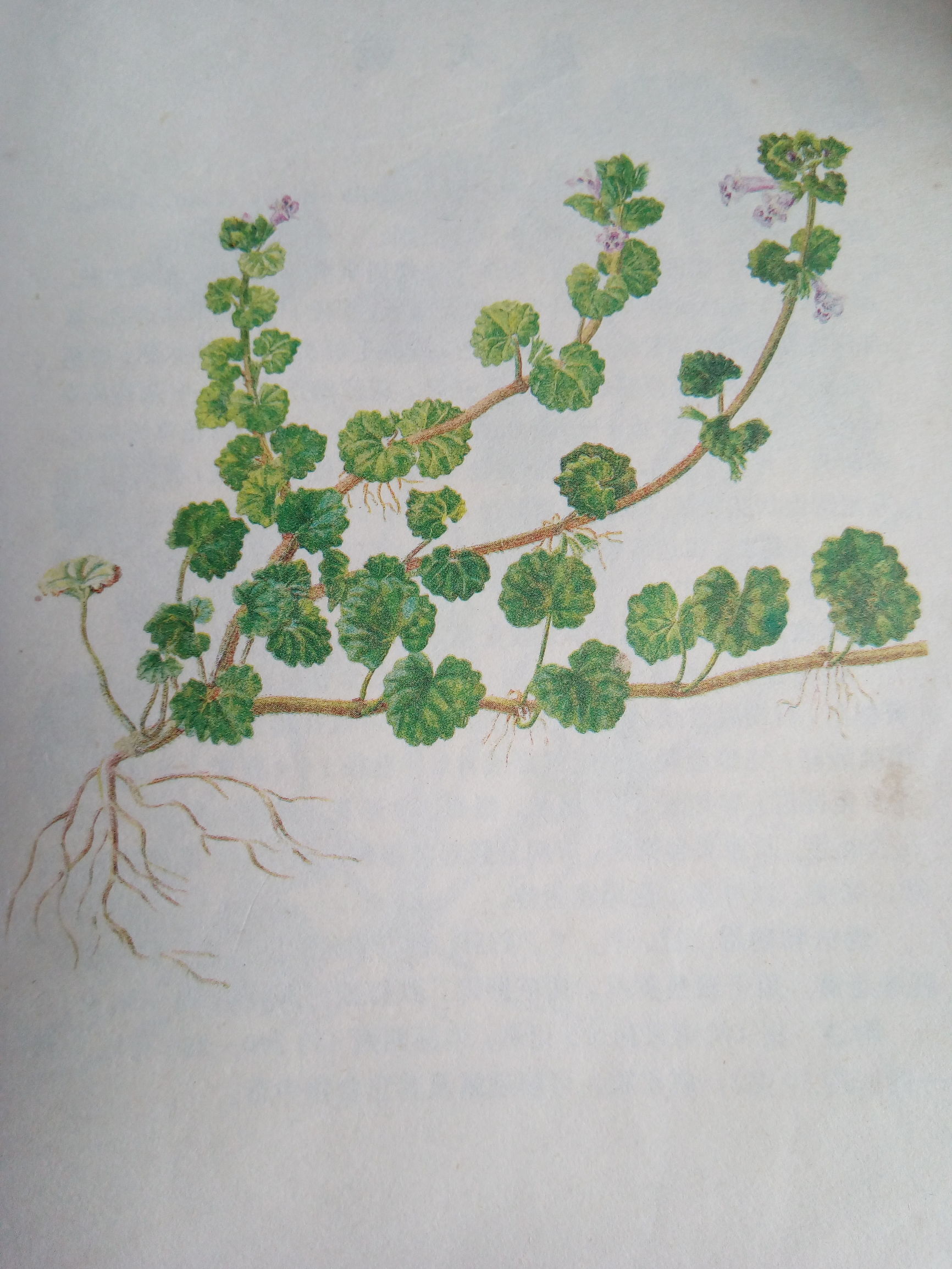 这几种祛风消肿的本草，你可知道？