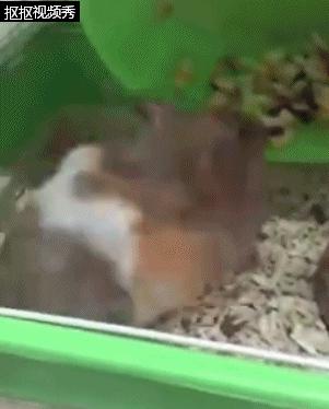 仓鼠吃得特别胖两颊塞满食物,小仓鼠有没有吃多被撑死的