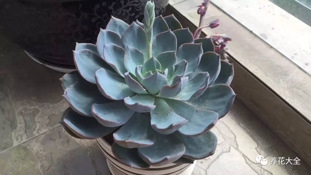 多肉的各种疑难杂症,多肉各种病讲解