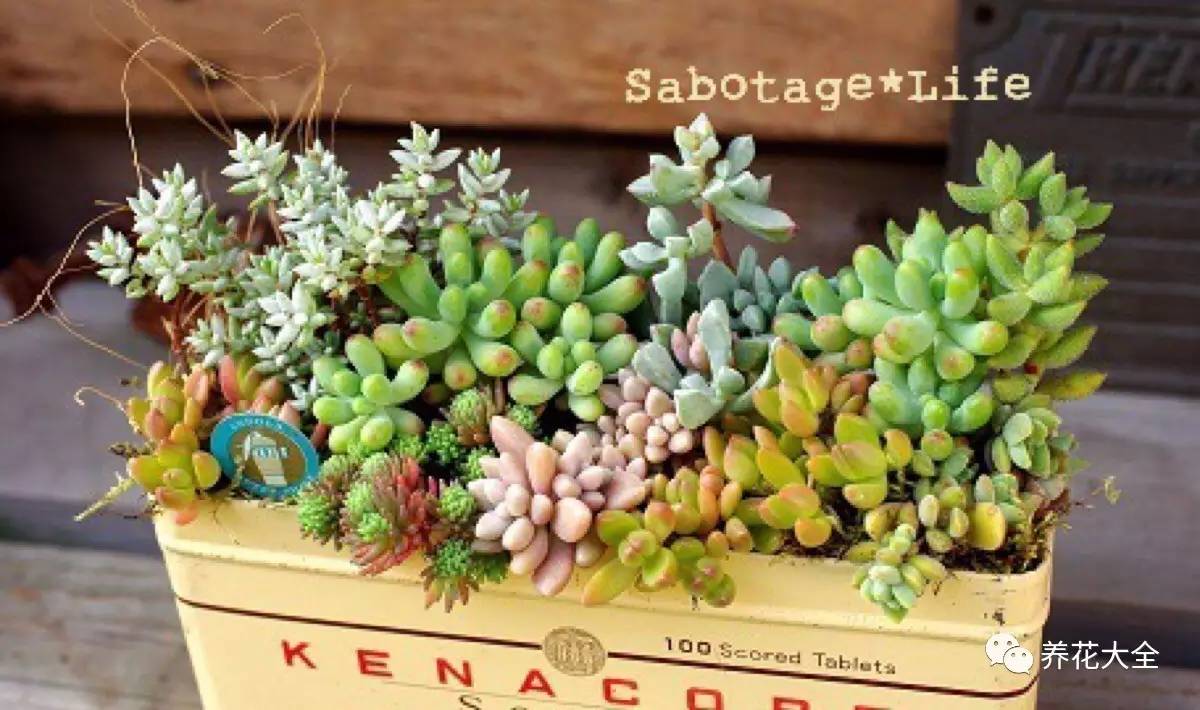 大多肉的养护技巧及注意事项,九种肉的问题