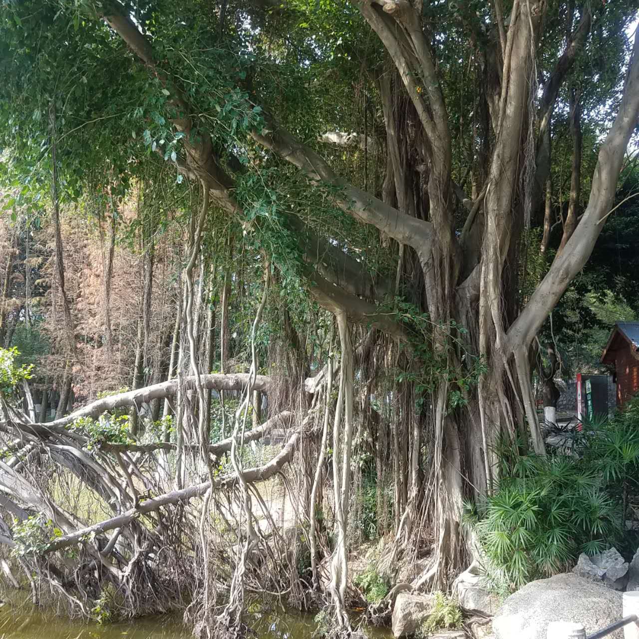春节去珠海合适吗,珠海港澳游