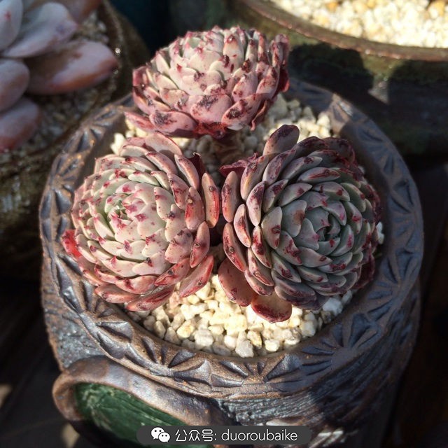 院子阳光房多肉,阳光房庭院多肉