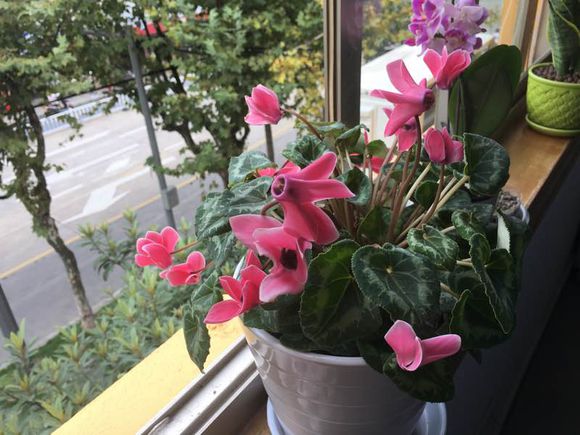 仙客来蔫巴了怎么补救,仙客来新叶萎蔫的原因