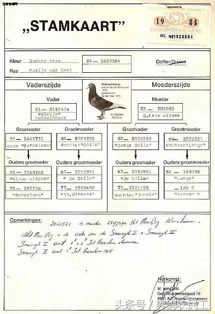 著名赛鸽家杨阿腾,赛鸽血统杨阿腾