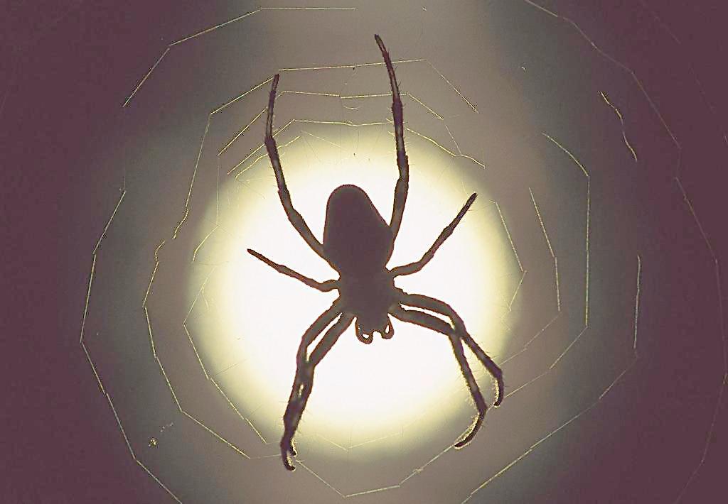 生意人梦到商机,梦到黑蜘蛛被吓醒