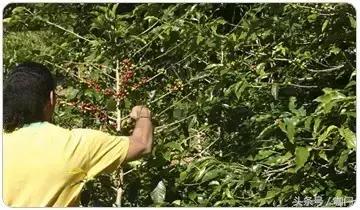 瑰夏和蓝山哪个更高级,最贵蓝山咖啡
