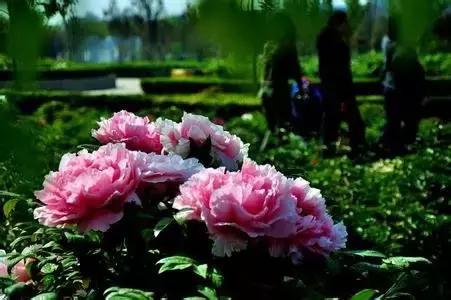 2022洛阳门票免费的景区,洛阳小浪底景区门票免费吗