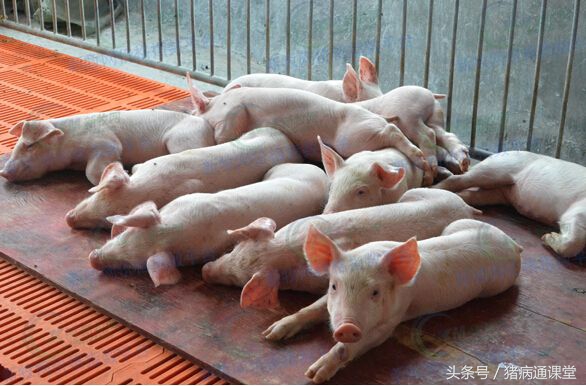 猪排尿困难不吃食怎么办,猪排尿困难最有效的方法