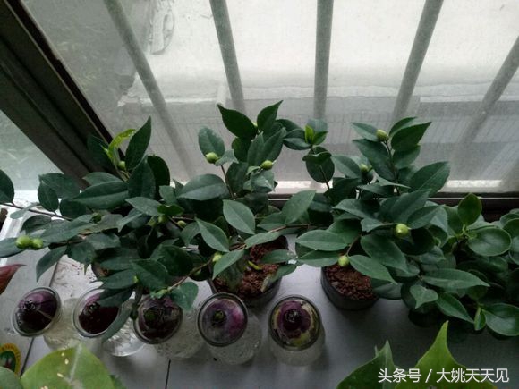 看完这些再决定要不要养猫吧,学会这几招还怕风信子养不活