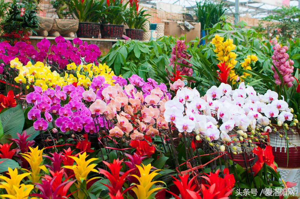 洛阳新区年货批发市场,洛阳老城年货市场