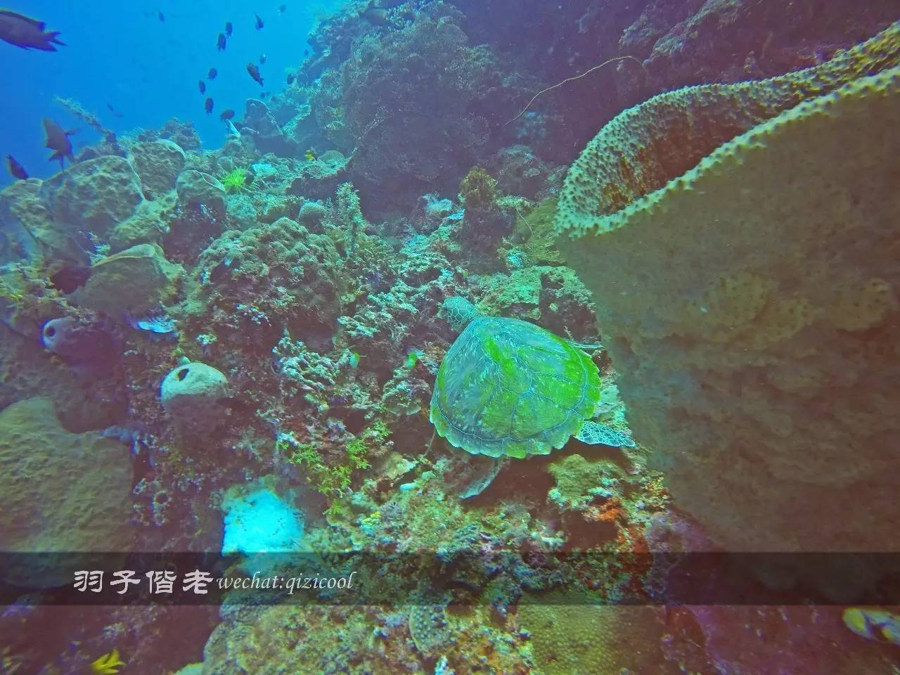 美娜多海岛一日游,印尼美娜多跟团游