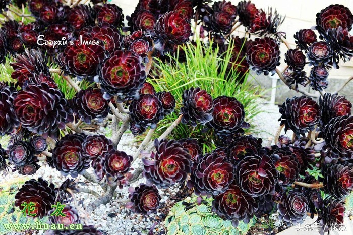 多肉黑法师养护方法,多肉黑法师的养护