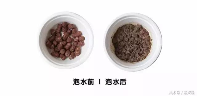 世界十大冻干粮排名,哪个牌子的冻干粮好