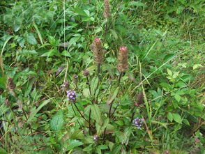 农村长在地里的中药,长在田埂上的中药