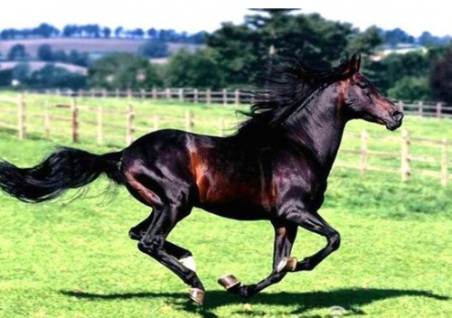 外国真品汗血宝马,汗血宝马多少钱一匹在美国