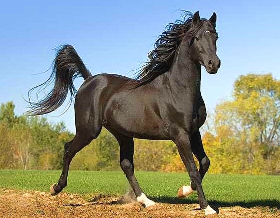 外国真品汗血宝马,汗血宝马多少钱一匹在美国