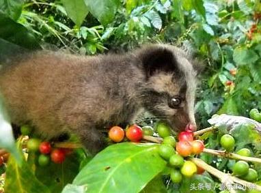 西贡猫屎咖啡好喝吗,越南猫屎咖啡好喝吗