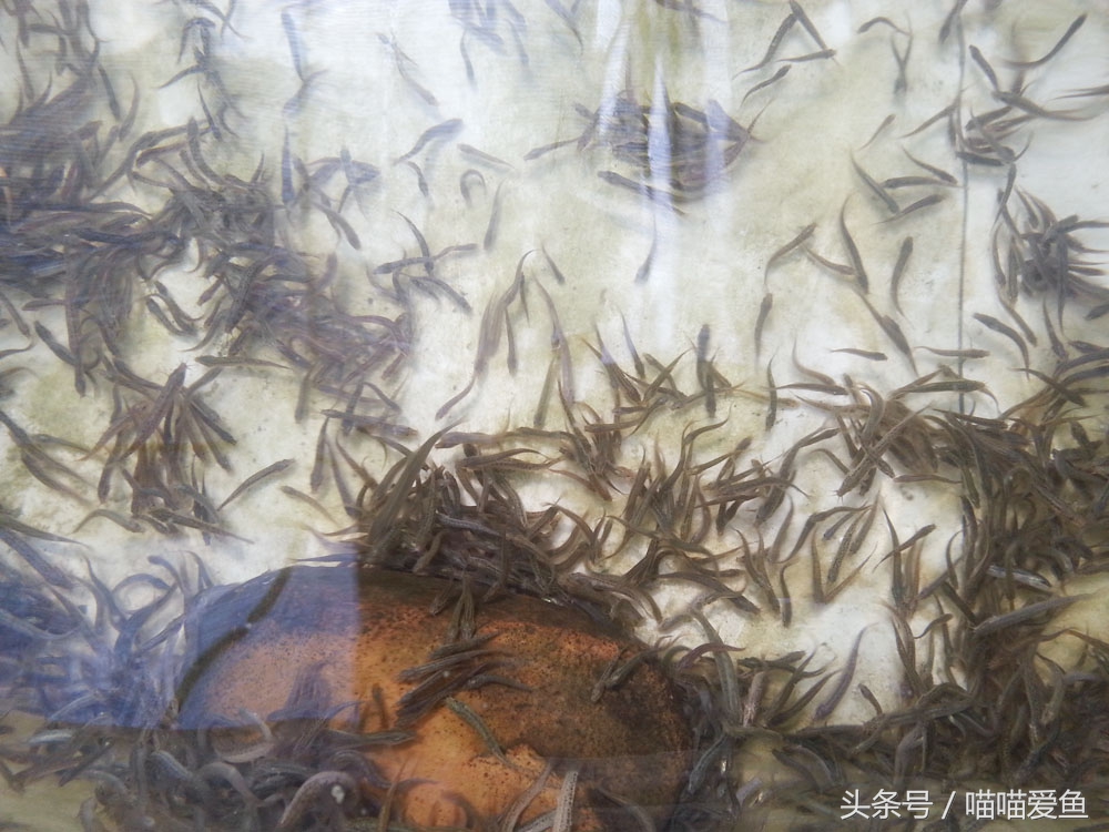 今年养泥鳅好还是鱼苗好,养泥鳅要不要返水