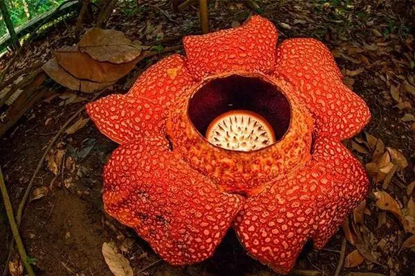 沙巴跳岛一日游,沙巴高品质旅游体验攻略