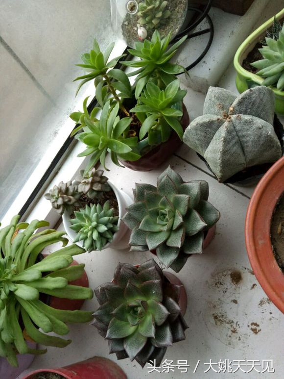 看完这些再决定要不要养猫吧,学会这几招还怕风信子养不活