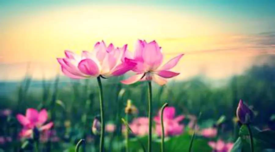 五险一金对比六险两金,七险一金比五险一金好多少