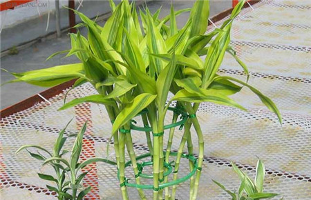 观音富贵竹黄叶怎么办,富贵竹干尖黄叶怎么办