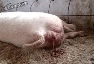 猪场出现仔猪黄痢用什么药消毒,仔猪拉红痢不要慌这里有妙招