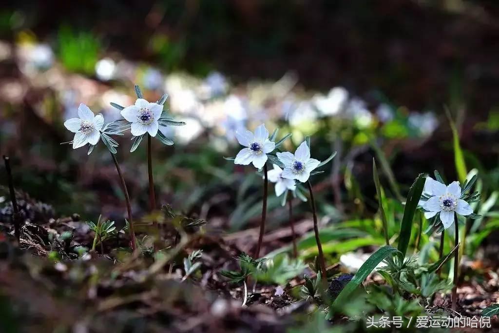 哪个牌子的运动紧身裤最好穿,紧身运动裤和压缩裤的区别