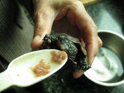 草龟最爱吃的十种蔬菜,乌龟可以吃的蔬菜植物