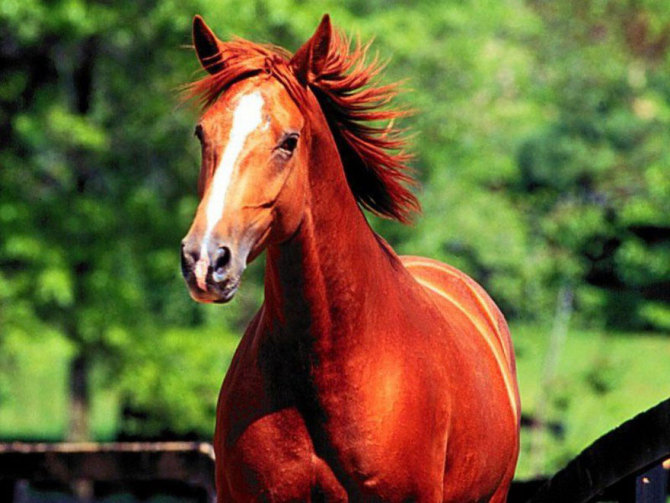 外国真品汗血宝马,汗血宝马多少钱一匹在美国